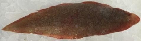 lengua