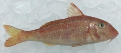 salmonet e