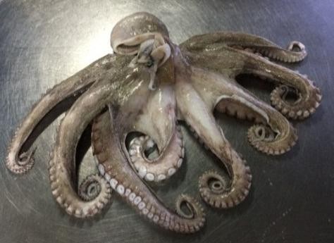 tako